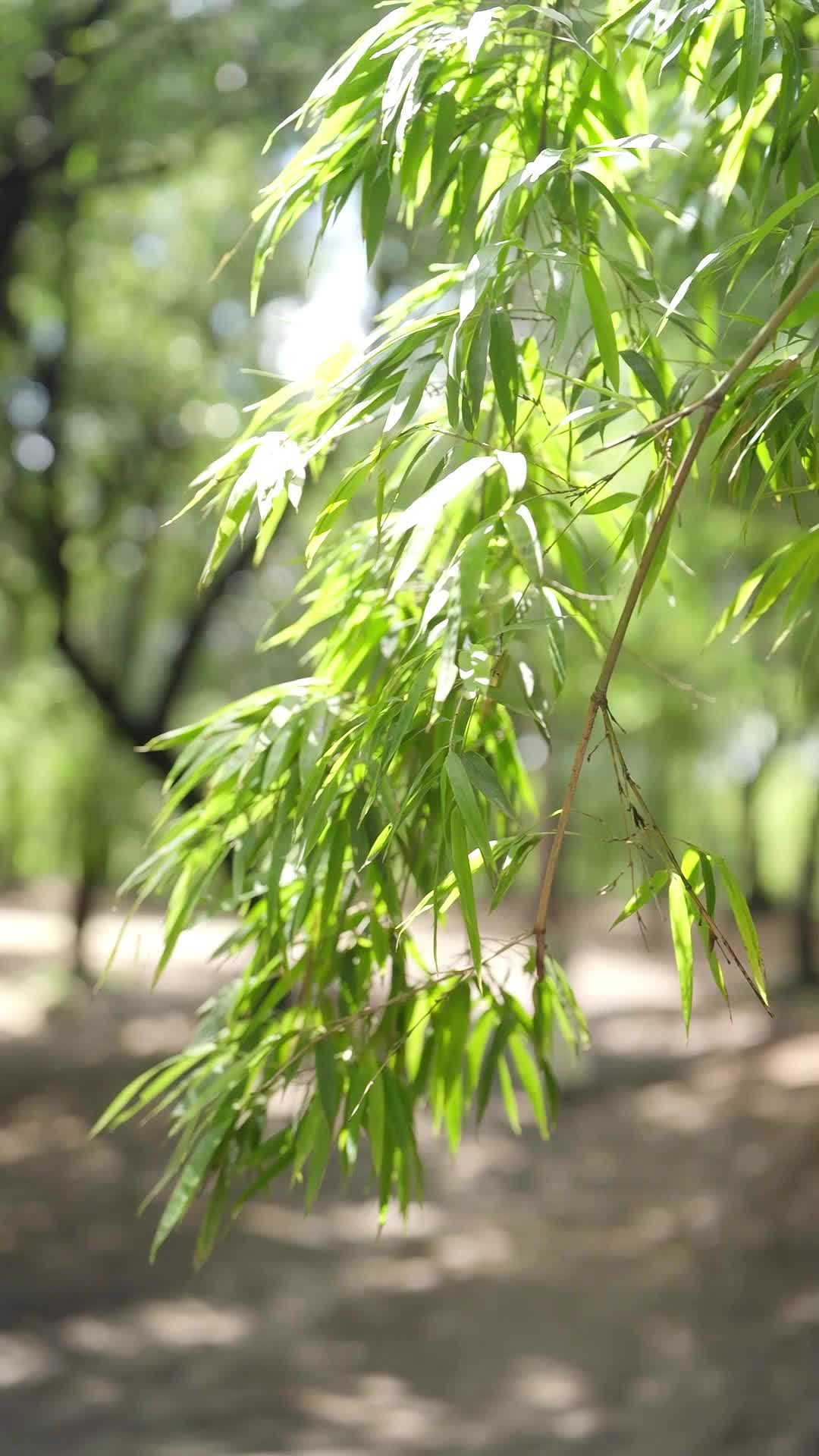 2. Bölüm - Gizli Şifa